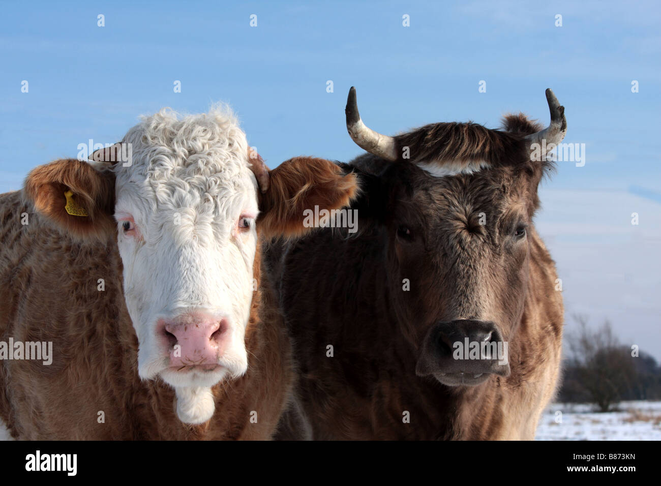 Deux Charalaris Taureau Taureau Veau Vache Bebe Curieux A La Recherche De La Neige L Animal L Hiver Froid Ciel Annimal Mignon Jeune Moo Photo Stock Alamy