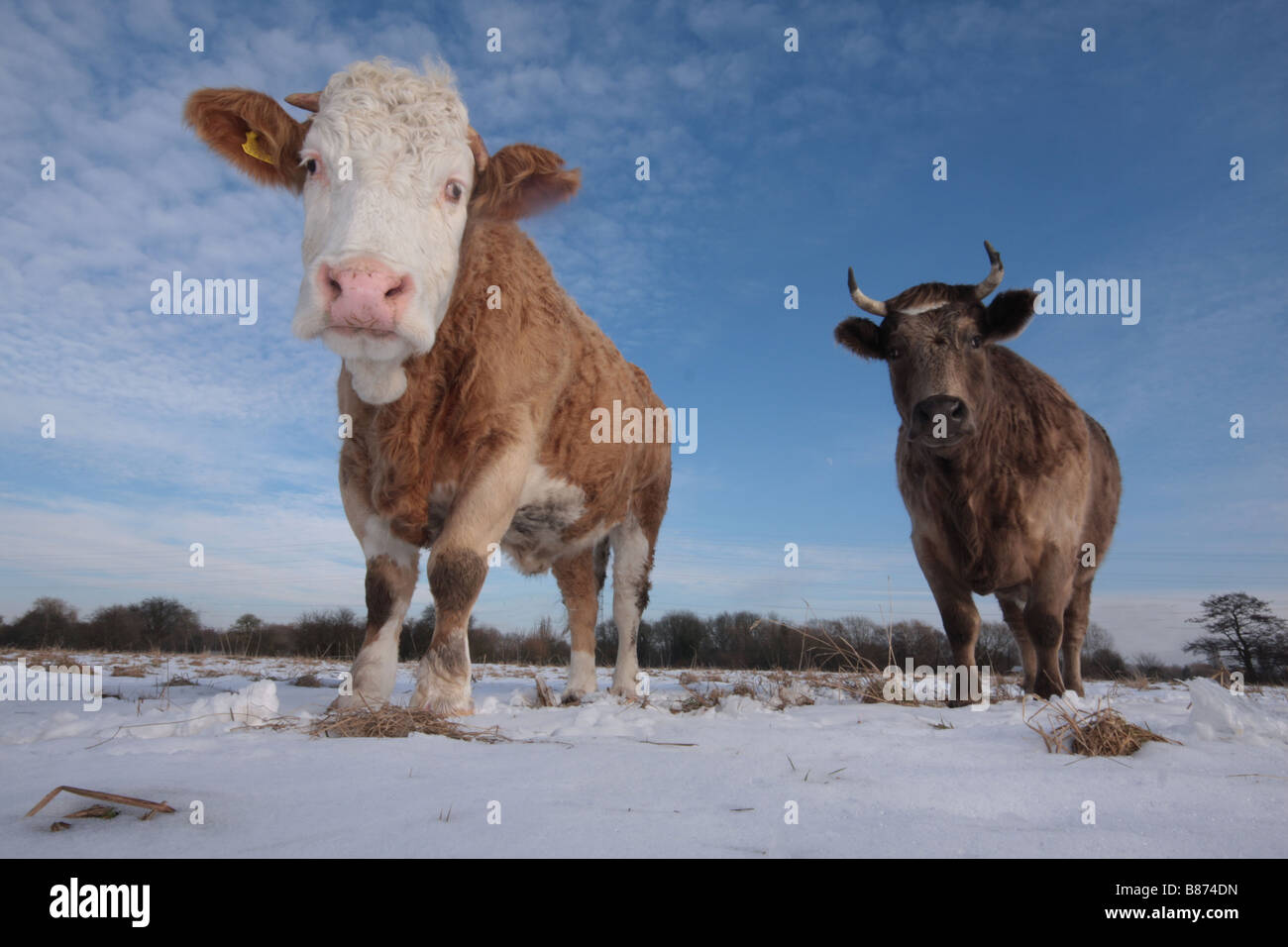 Charalaris Taureau Bœuf Et Veau Vache Bebe Curieux A La Recherche De La Neige L Animal L Hiver Froid Ciel Annimal Photo Stock Alamy