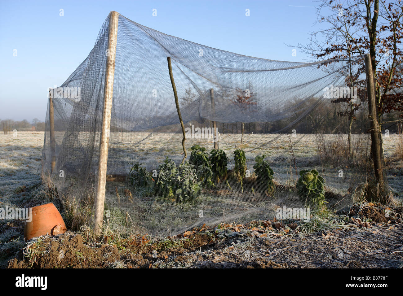 Potager en hiver Banque D'Images