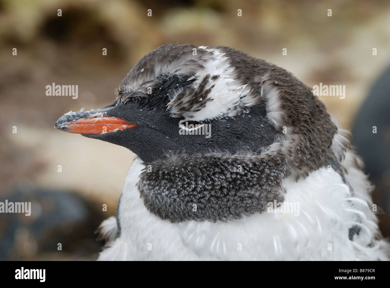 Pengiun Pygoscelis papua gentoo mue Charcot Port Péninsule Antarctique Banque D'Images