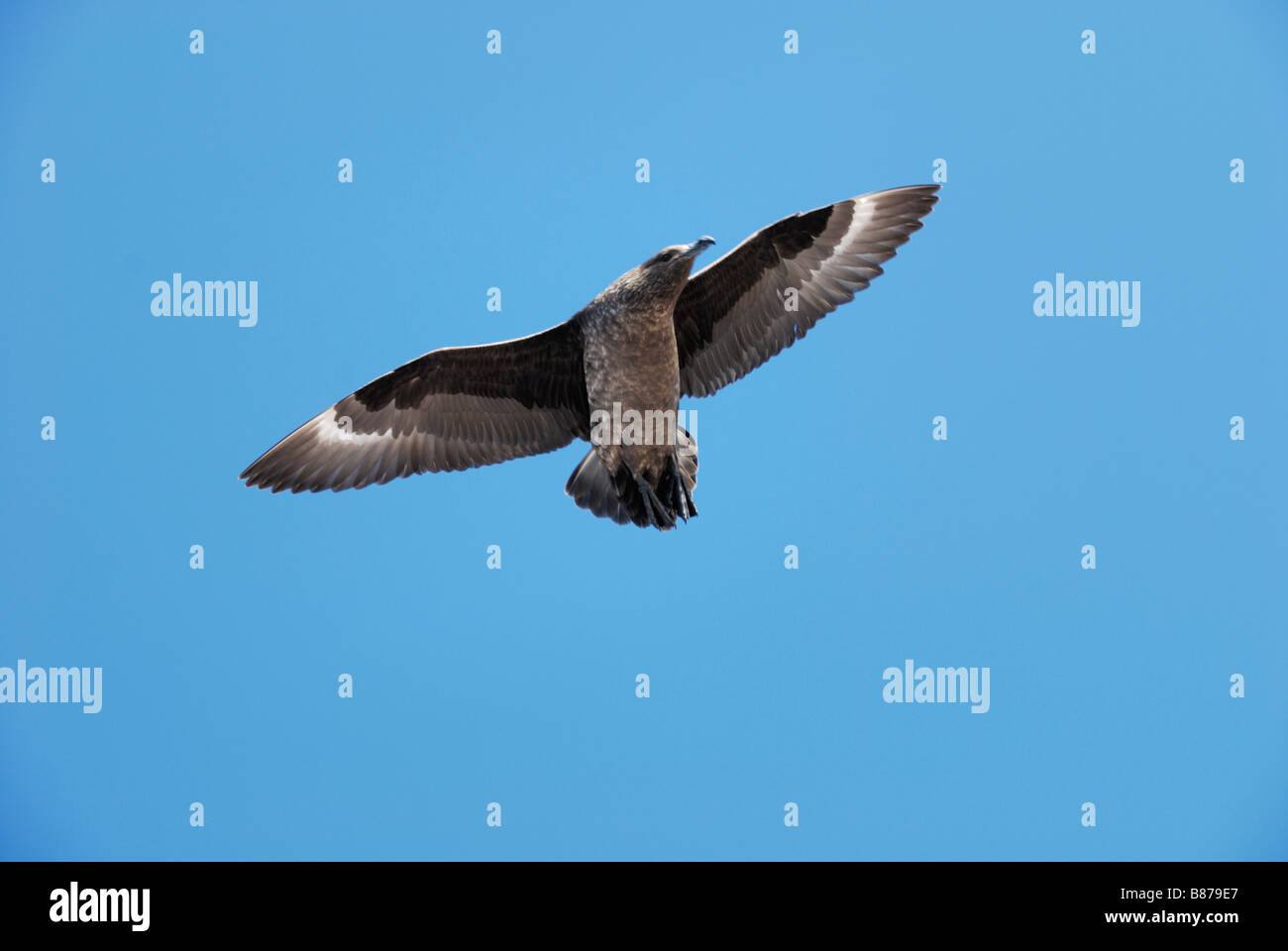 Catharacta Skua marron dans l'antarctique l'Antarctique l'île Paulet vol Peninsula Banque D'Images