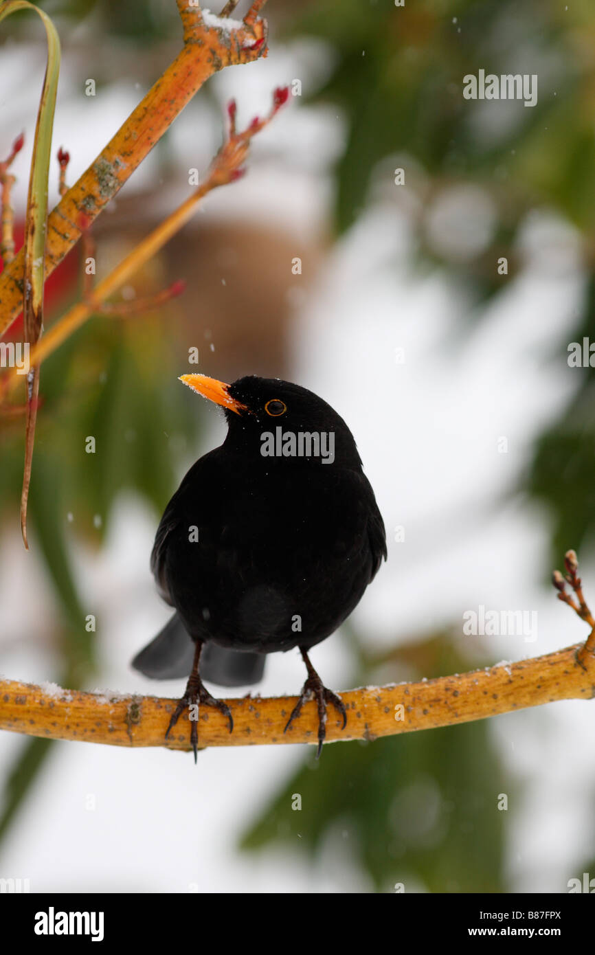 Turdus merula BLACKBIRD HOMME PERCHER SUR LA BRANCHE couverte de neige Banque D'Images