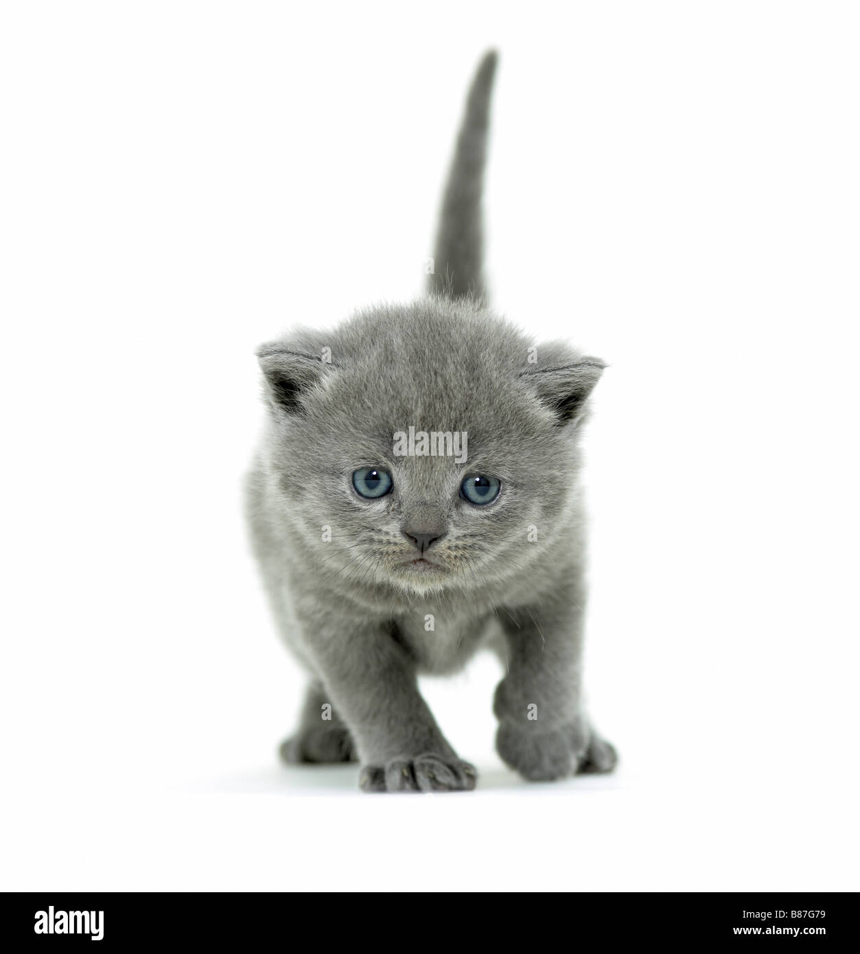 Chat Chartreux Banque D Image Et Photos Alamy