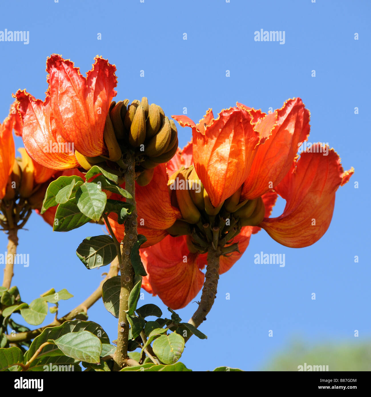 Spathodea campanulata une fleur de couleur écarlate Banque D'Images