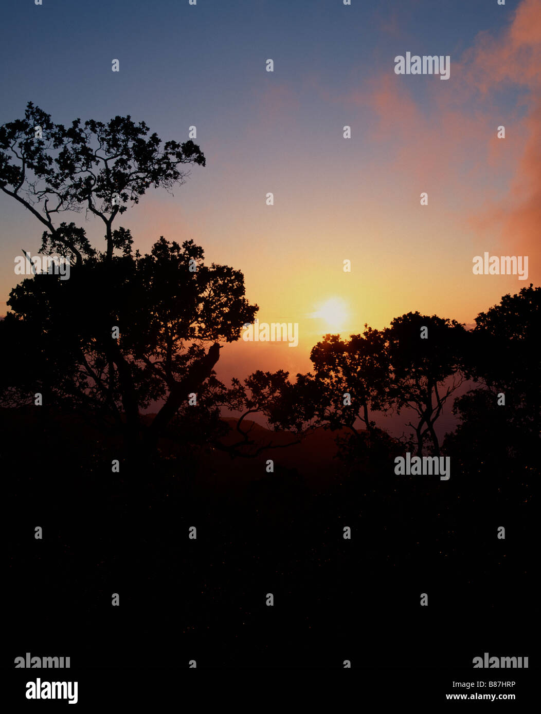 Ohi'a lihua arbres au coucher du soleil de Kalalau Lookout, le Koke'e State Park, Kaua'i, Hawaii Banque D'Images