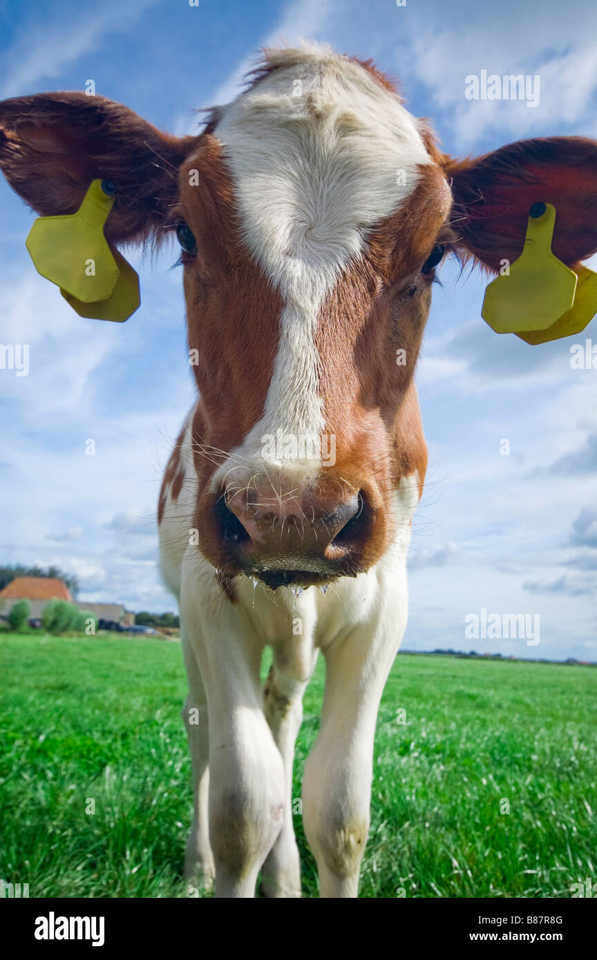 Mignon bébé curieux à la vache à l'appareil photo Banque D'Images