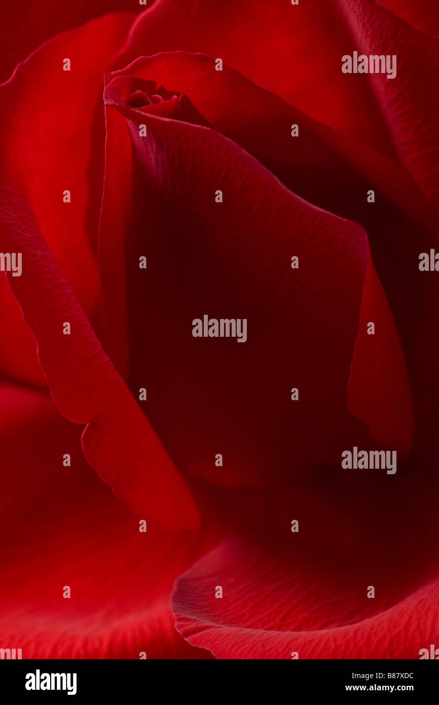 Arrière-plan gros plan de rose rouge avec pétales virevoltant Banque D'Images