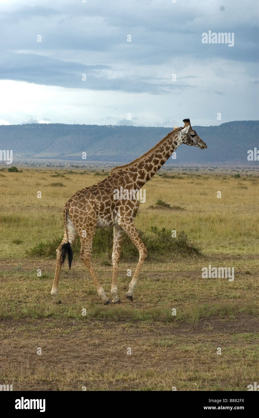 Girafe DANS LE Masai Mara, KENYA Banque D'Images
