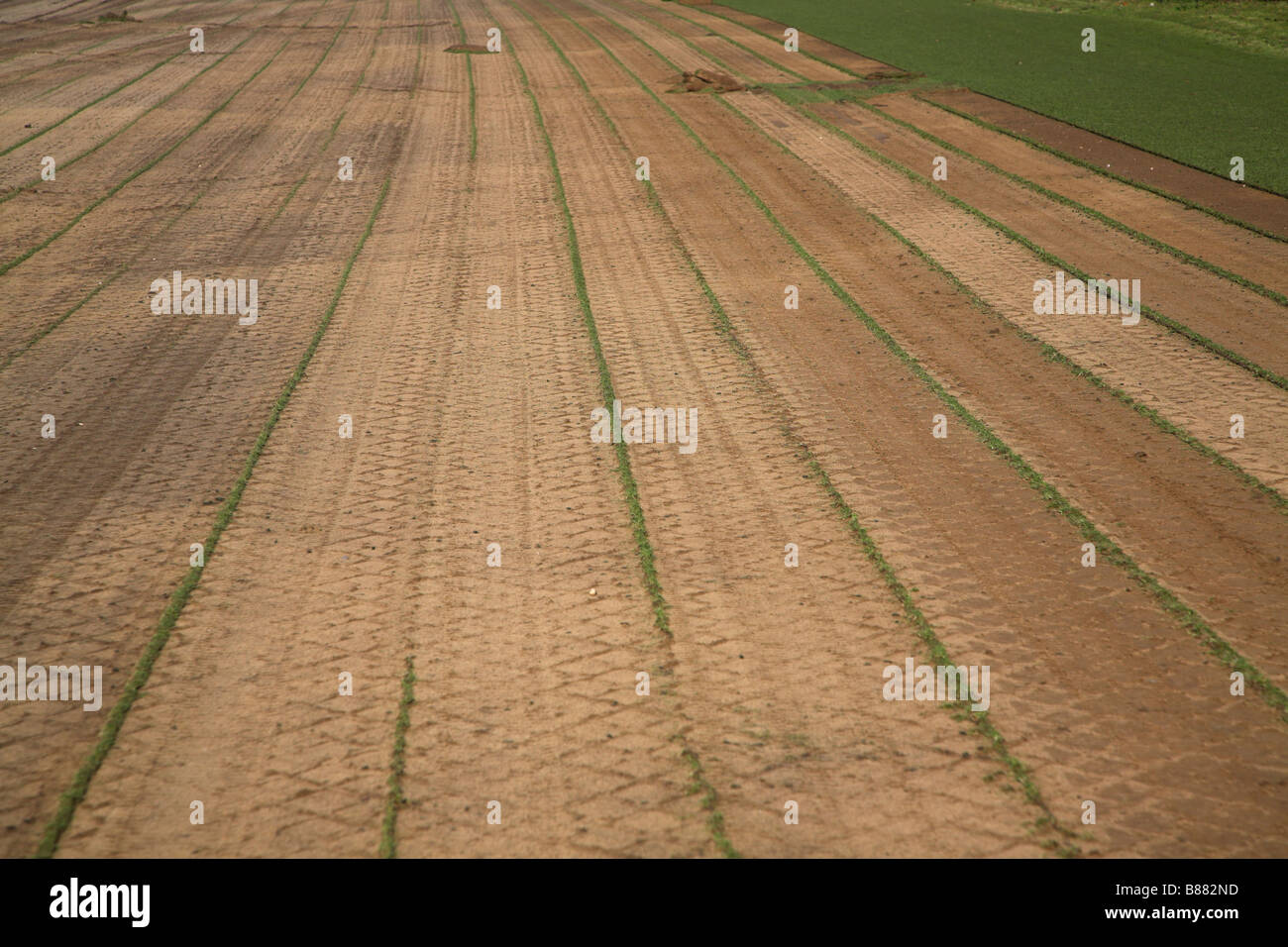 Coupe de gazon herbe commerciale Suffolk Angleterre Sutton Banque D'Images