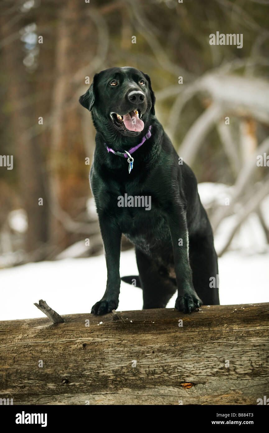 Labrador noir Portrait Banque D'Images