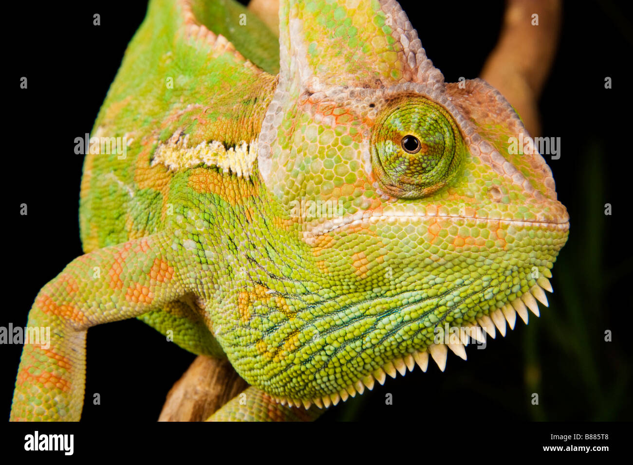 Les traits du visage et de la tête d'un caméléon, Chamaeleo calyptratus voilée Banque D'Images