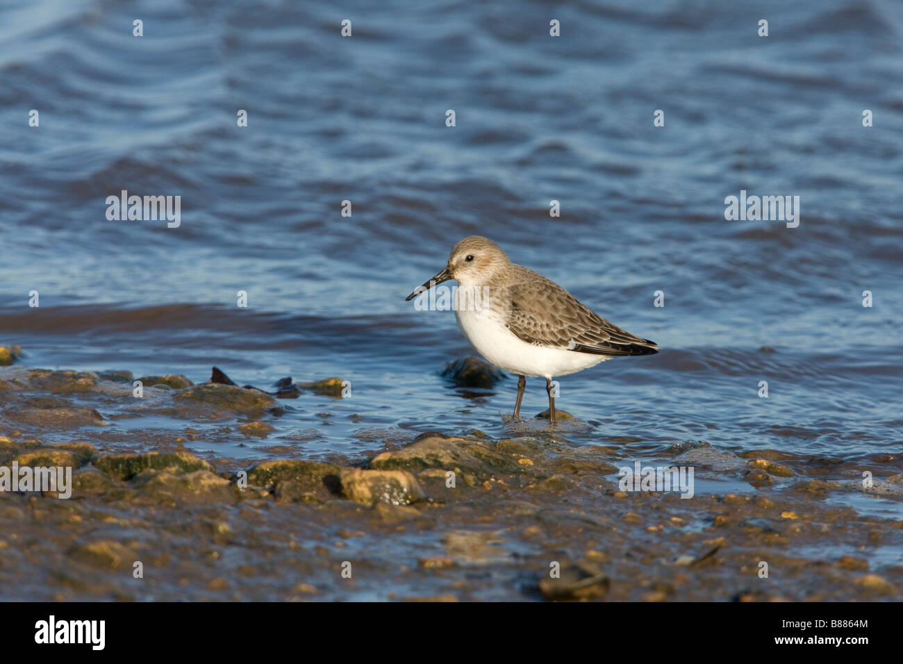 Le bécasseau variable Calidris alpina adulte en plumage d'hiver non-reproduction nourrir le long du littoral Banque D'Images