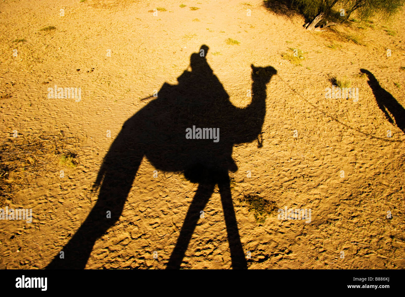 Des promenades touristiques en chameau Khuri desert Rajasthan en Inde Banque D'Images