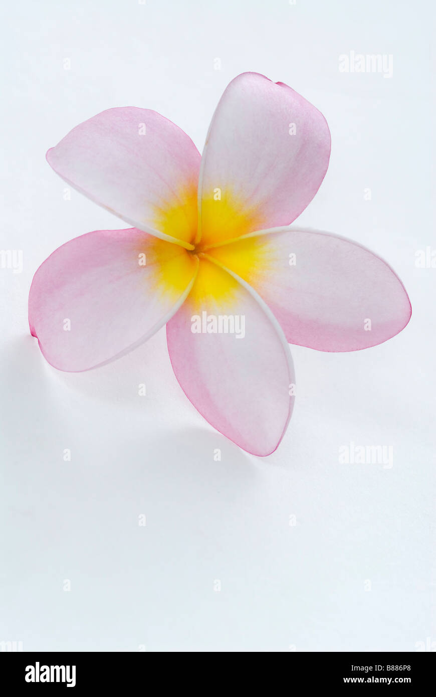Une macro close up d'un frangipani Rose (Plumeria rubra) fleur. , Pongola La Province du Kwazulu Natal, Afrique du Sud Banque D'Images