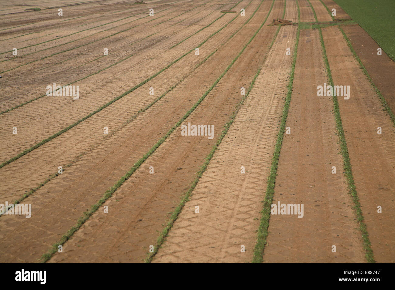 Coupe de gazon herbe commerciale Suffolk Angleterre Sutton Banque D'Images