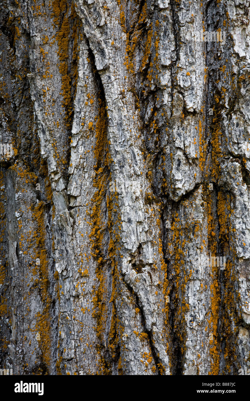D'une texture intéressante de l'écorce des arbres avec le lichen et la Mousse poussant sur elle. Utile pour l'arrière-plan, avec de très bons détails. Banque D'Images