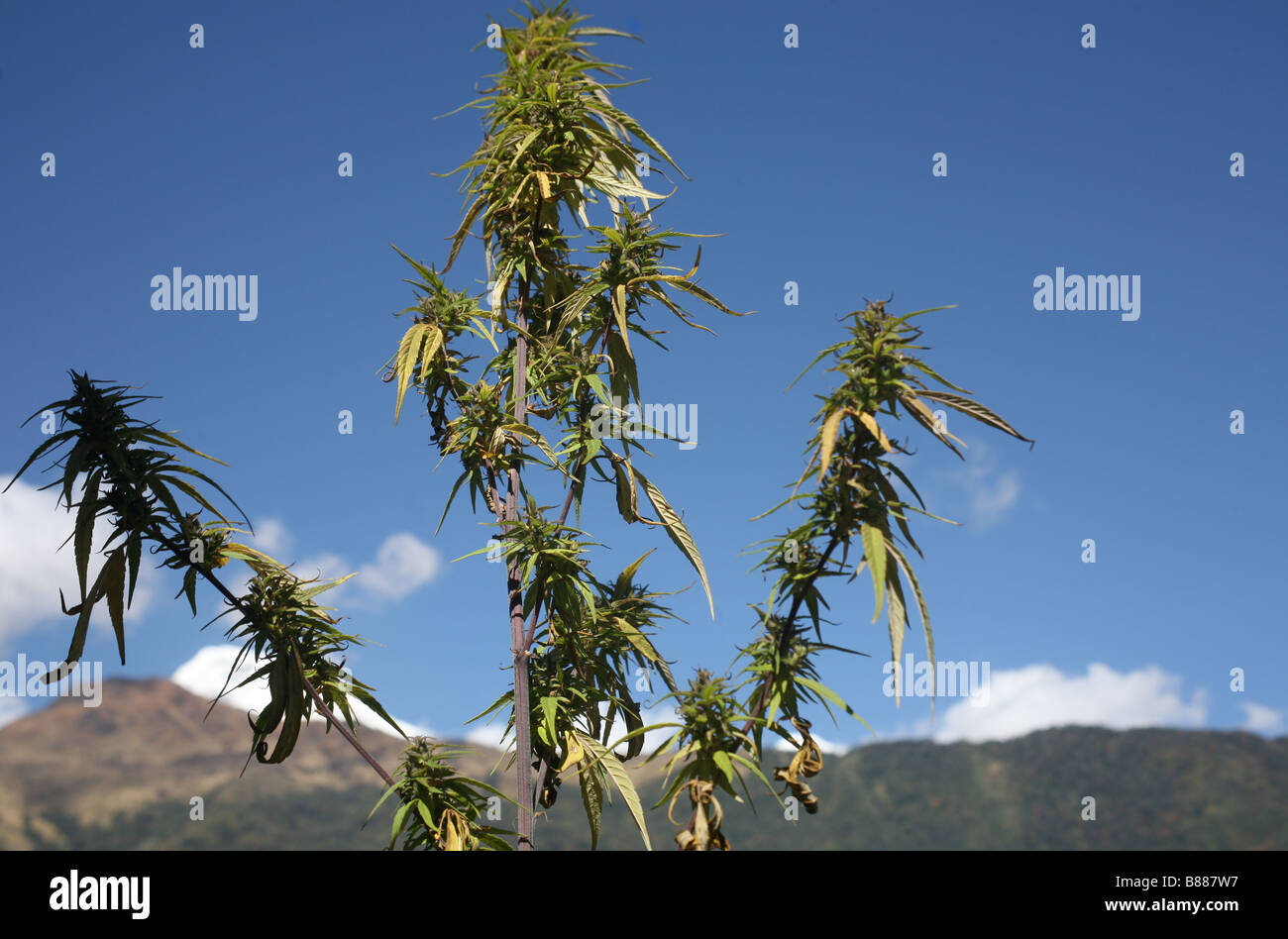 Les plants de marijuana growing wild Banque D'Images