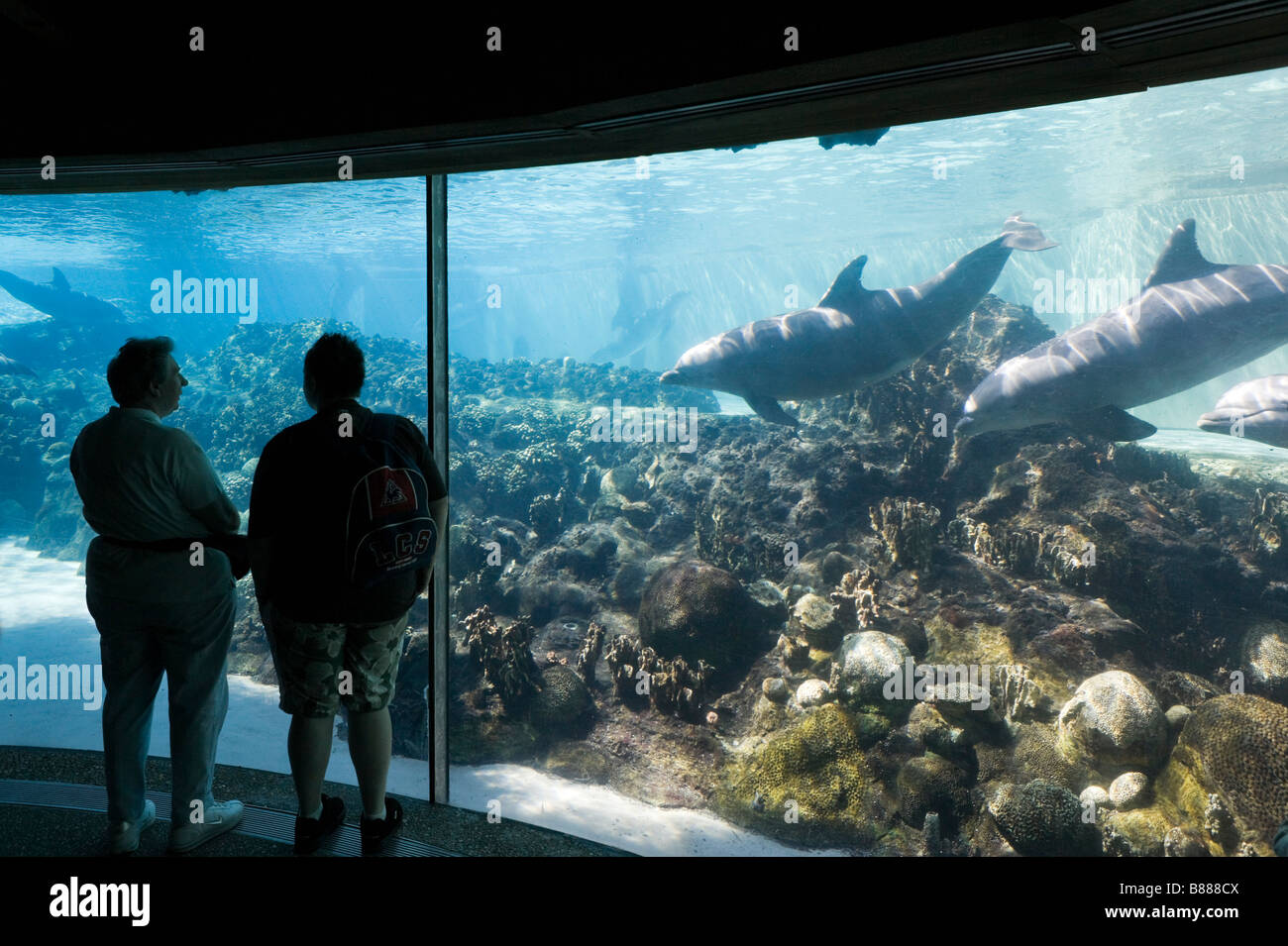 Zone de vision sous-marine à Dolphin Cove, Sea World, Orlando, Floride, USA Central Banque D'Images