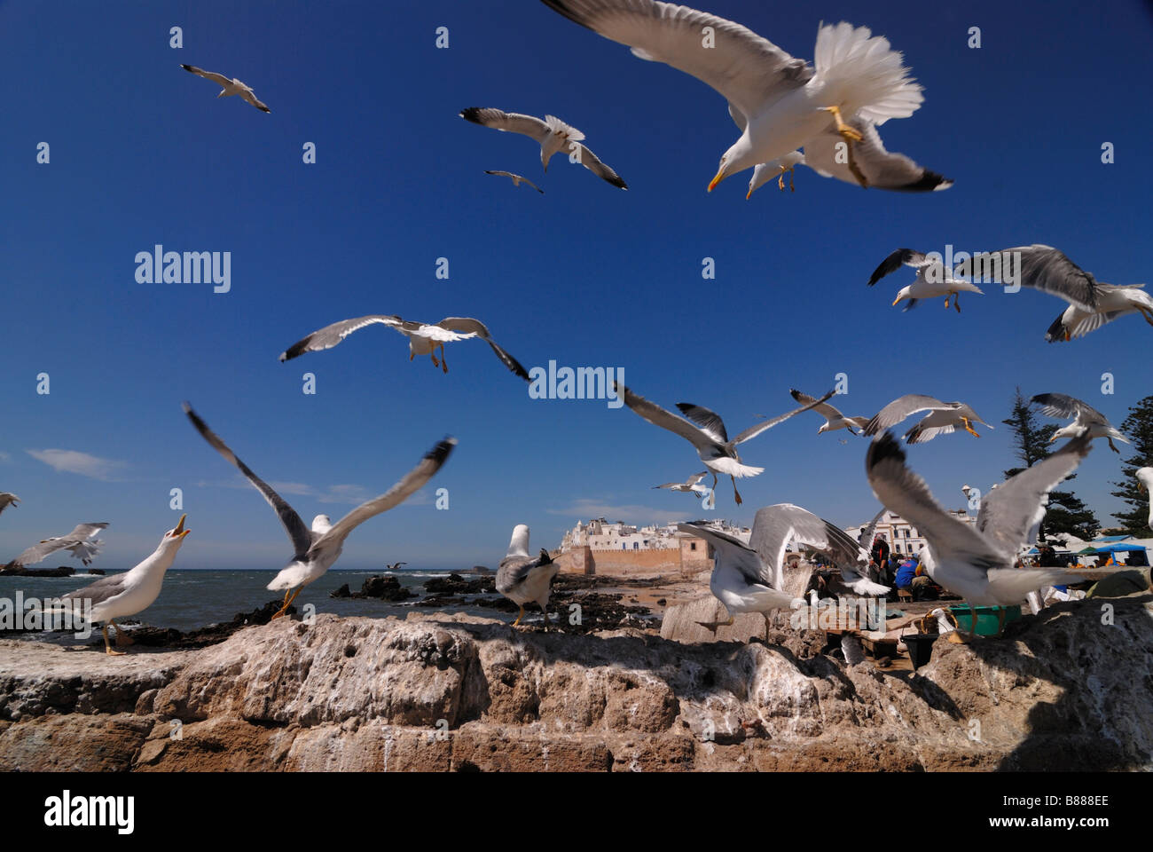 Quelques mouettes sont assis à quelques roches sur la côte d'Essaouira ou ils re voler à travers le Maroc, l'Afrique Banque D'Images