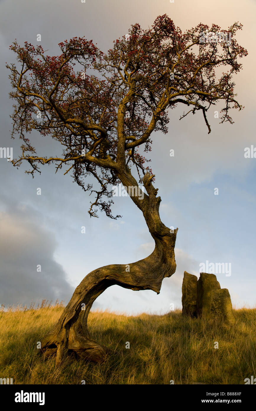 Un arbre intéressant dans Wycoller Country Park, Lancashire Banque D'Images