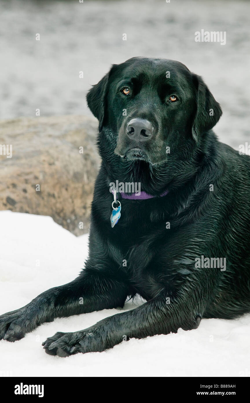 Portrait of Black Lab Banque D'Images