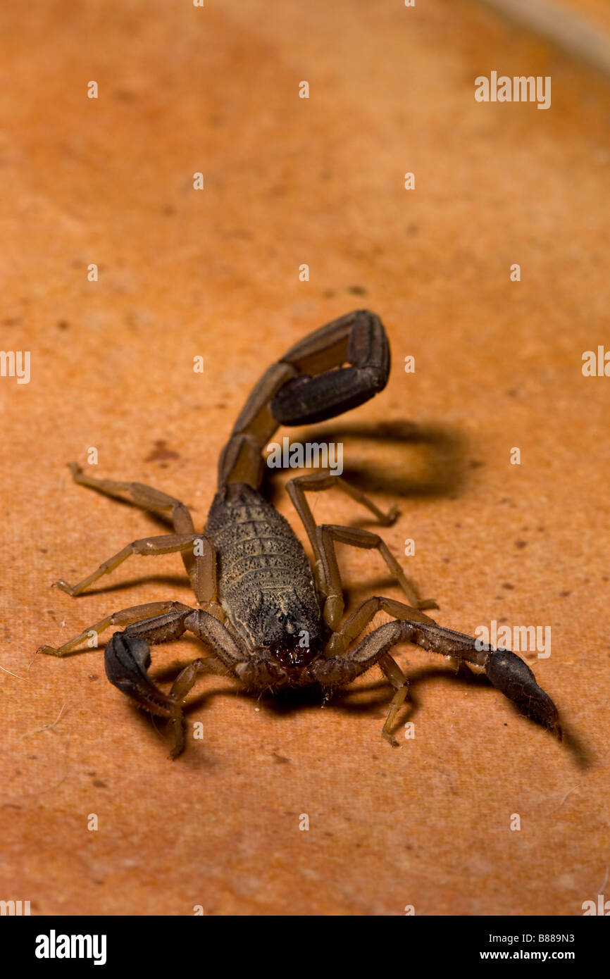 Un scorpion noir (Centruroides limbatus) trouvés sur le sol de la cuisine à Playas del Coco, Guanacaste, Costa Rica. Banque D'Images