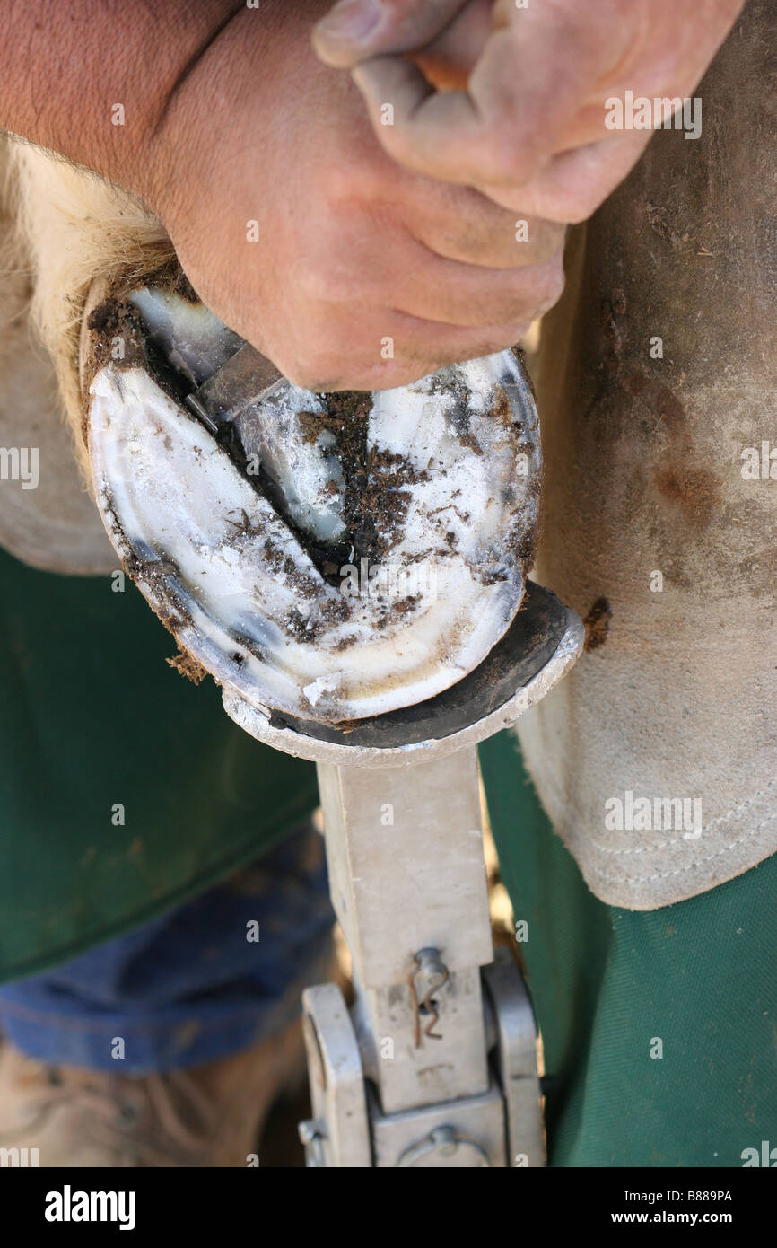 Un maréchal-ferrant utilise un outil spécialisé pour nettoyer profondément dans le dessous d'une entre l'unique et la grenouille Banque D'Images
