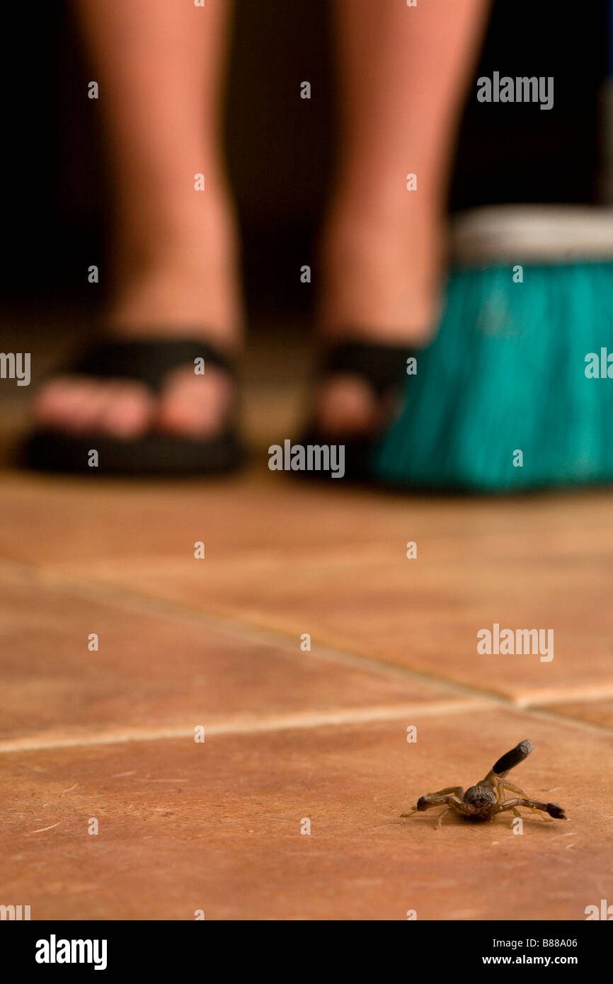 Un scorpion noir (Centruroides limbatus) avec pieds de la femme et de balais en arrière-plan, Guanacaste Costa Rica. Banque D'Images