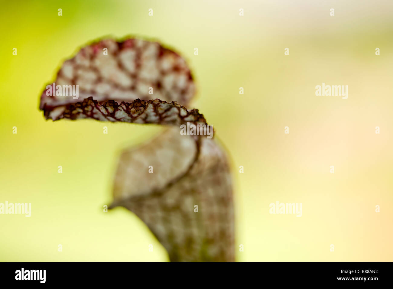 Détail de la fleur : Banque D'Images