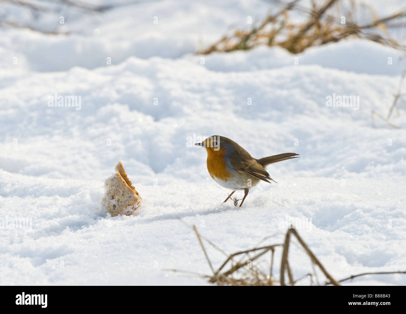 Robin (Erithacus rubecula aux abords) se nourrissent de pain dans la neige Banque D'Images
