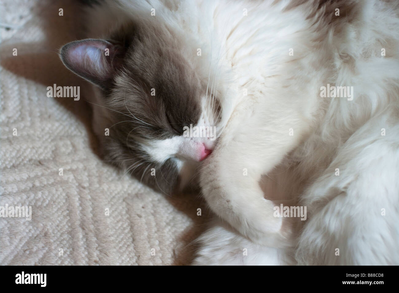 Jeune chat Ragdoll dormir sur une couverture tissée Banque D'Images
