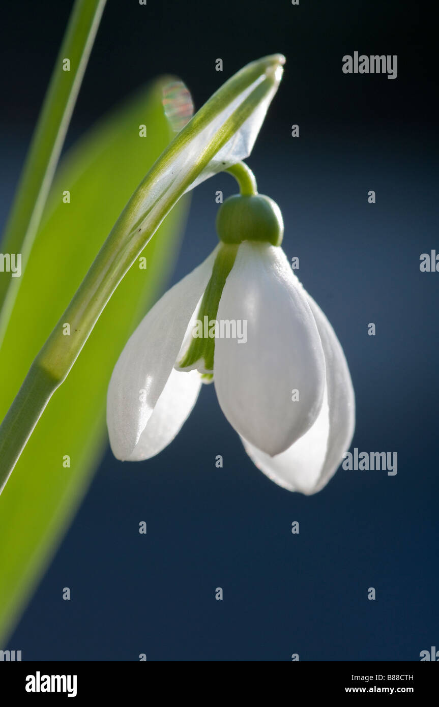 Snowdrop Galanthus elwesii AGA à fermer jusqu'en Février Banque D'Images