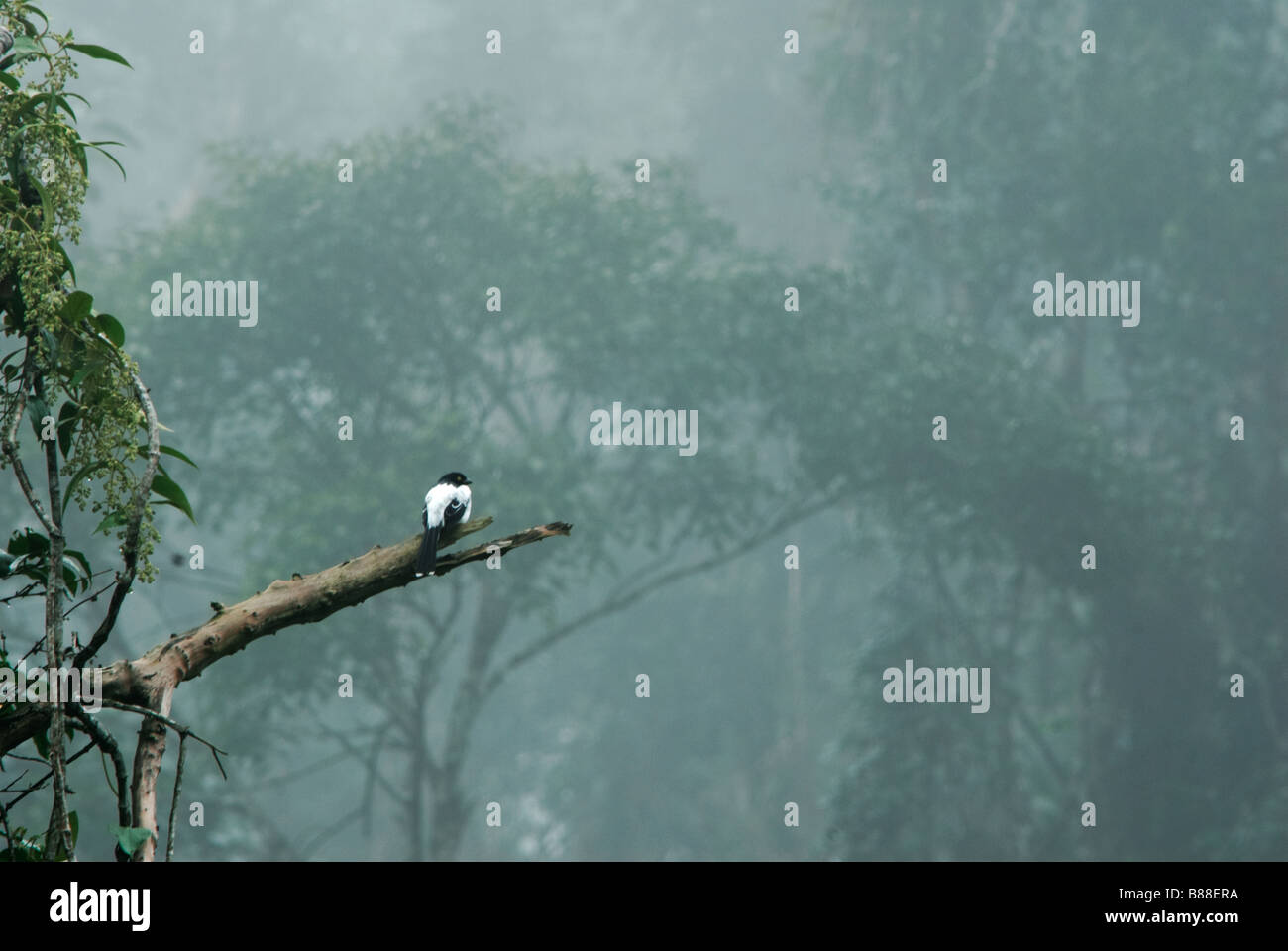 Une pie dans la Forêt Tropicale Atlantique Tangara Banque D'Images