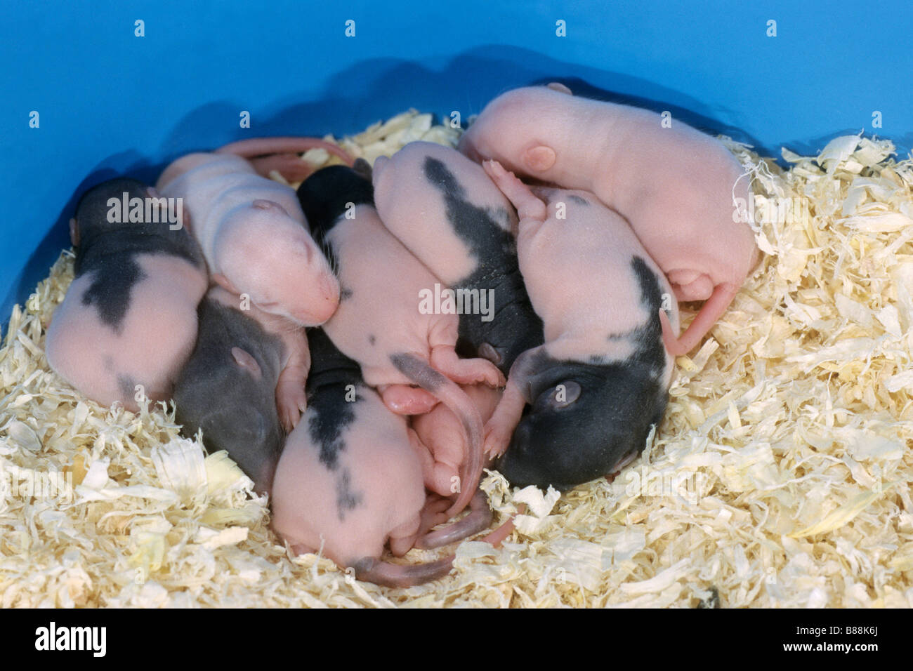 Fantaisie (Rattus norvegicus rat domestique), huit jours dans jeunes nest Banque D'Images