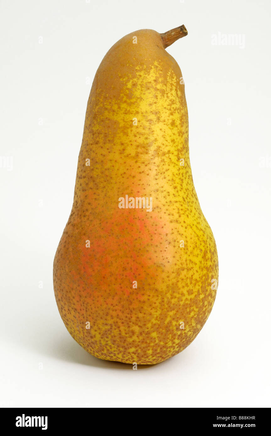 Poirier commun (Pyrus communis), variété : Abate Fetel, fruits, studio photo Banque D'Images