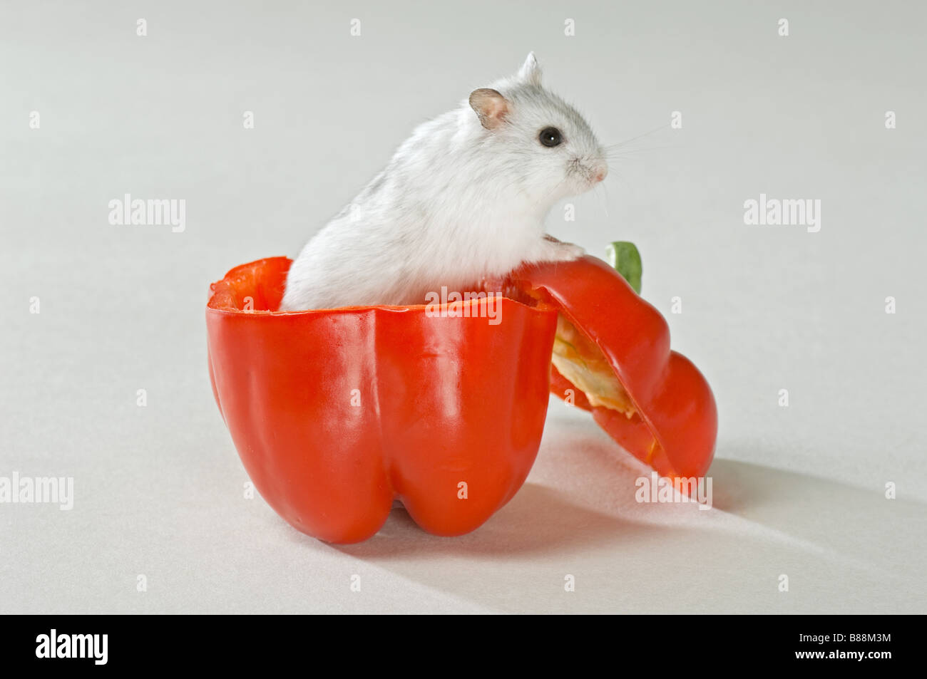 Dzhungarian hamster nain en rouge capsicum / Phodopus sungorus Banque D'Images