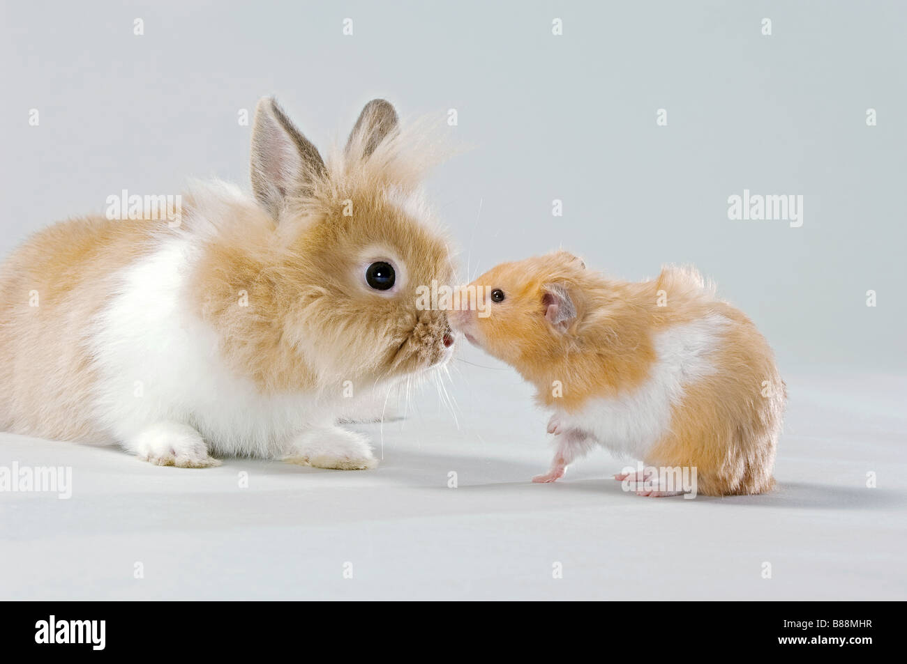Rabbit hamster Banque de photographies et d’images à haute résolution