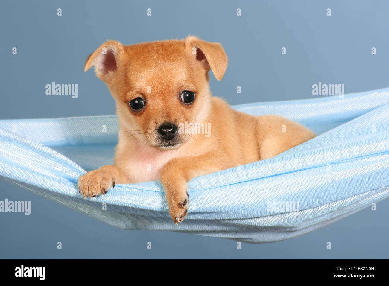 Jouet chien terrier russe - chiot couché dans un hamac Banque D'Images