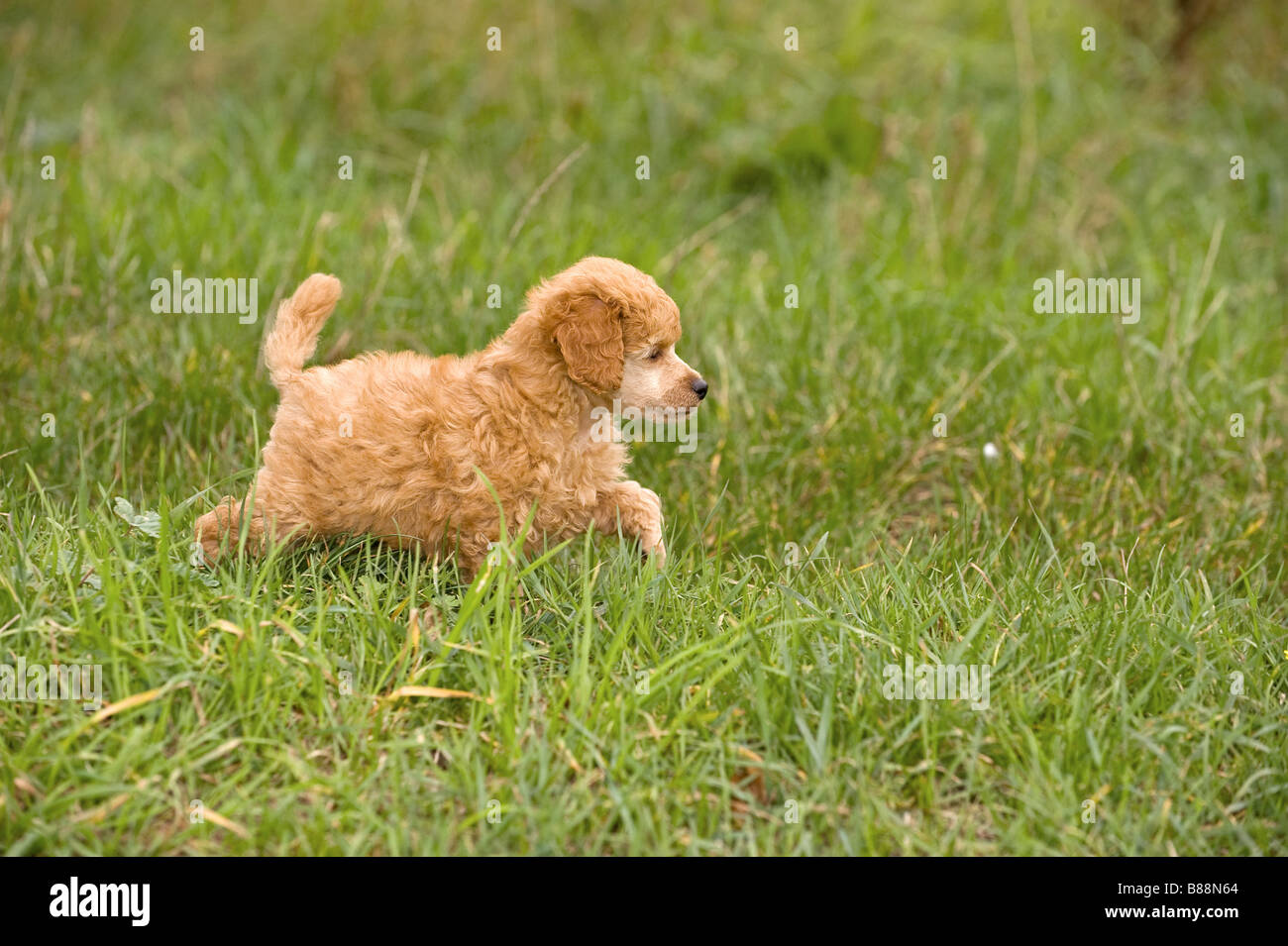 Caniche miniature - chien chiot on meadow Banque D'Images