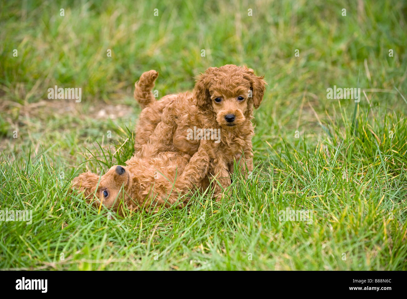 Caniche miniature - deux chiots on meadow Banque D'Images