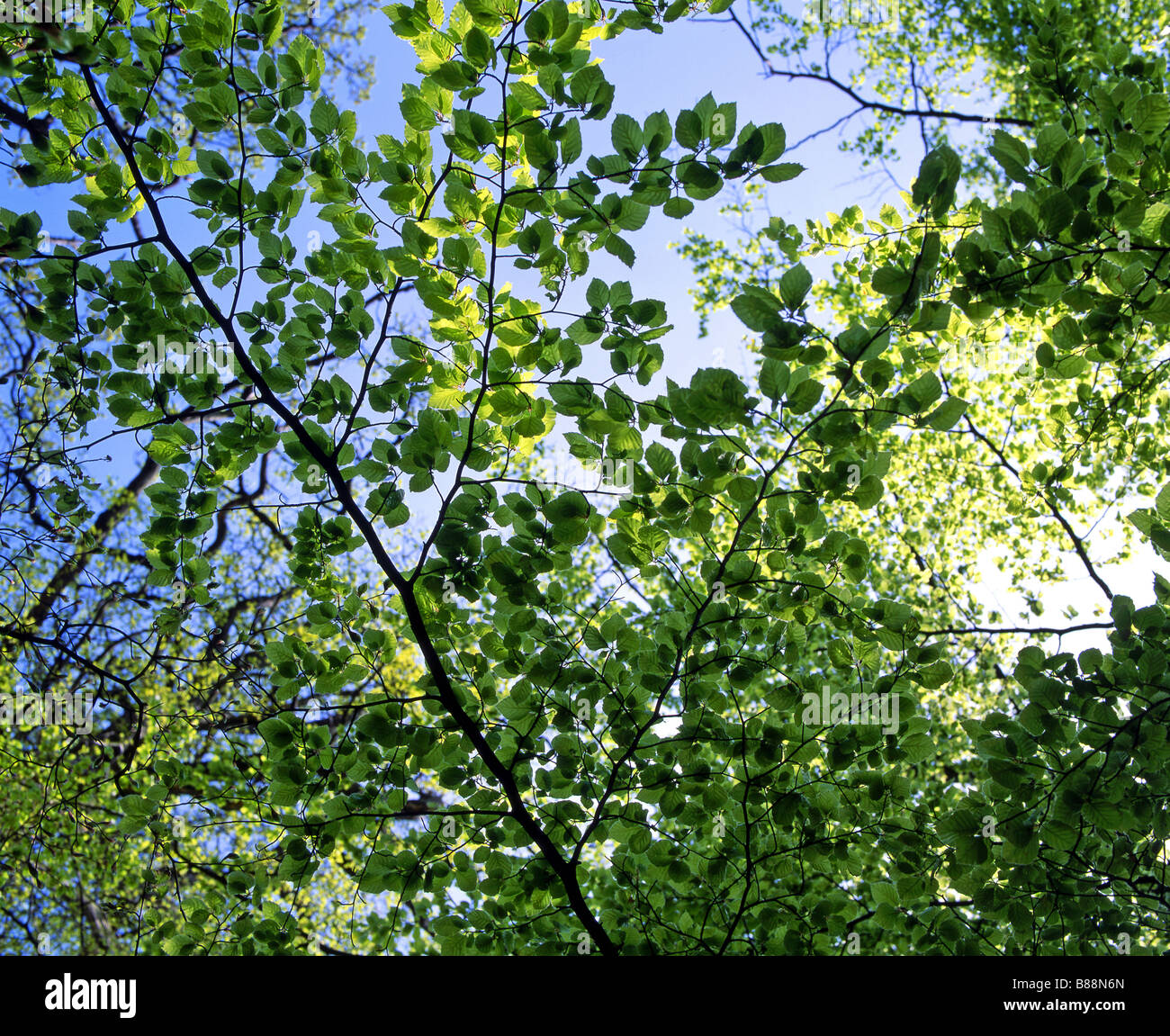 Les feuilles de printemps frais et ciel bleu Banque D'Images