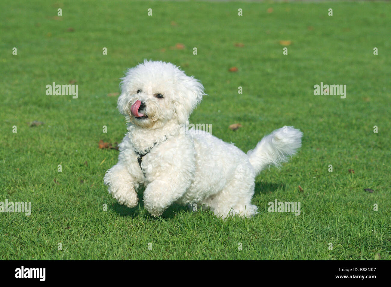 Bichon A Poil Frisé Chien En Cours Dexécution Sur Un Pré