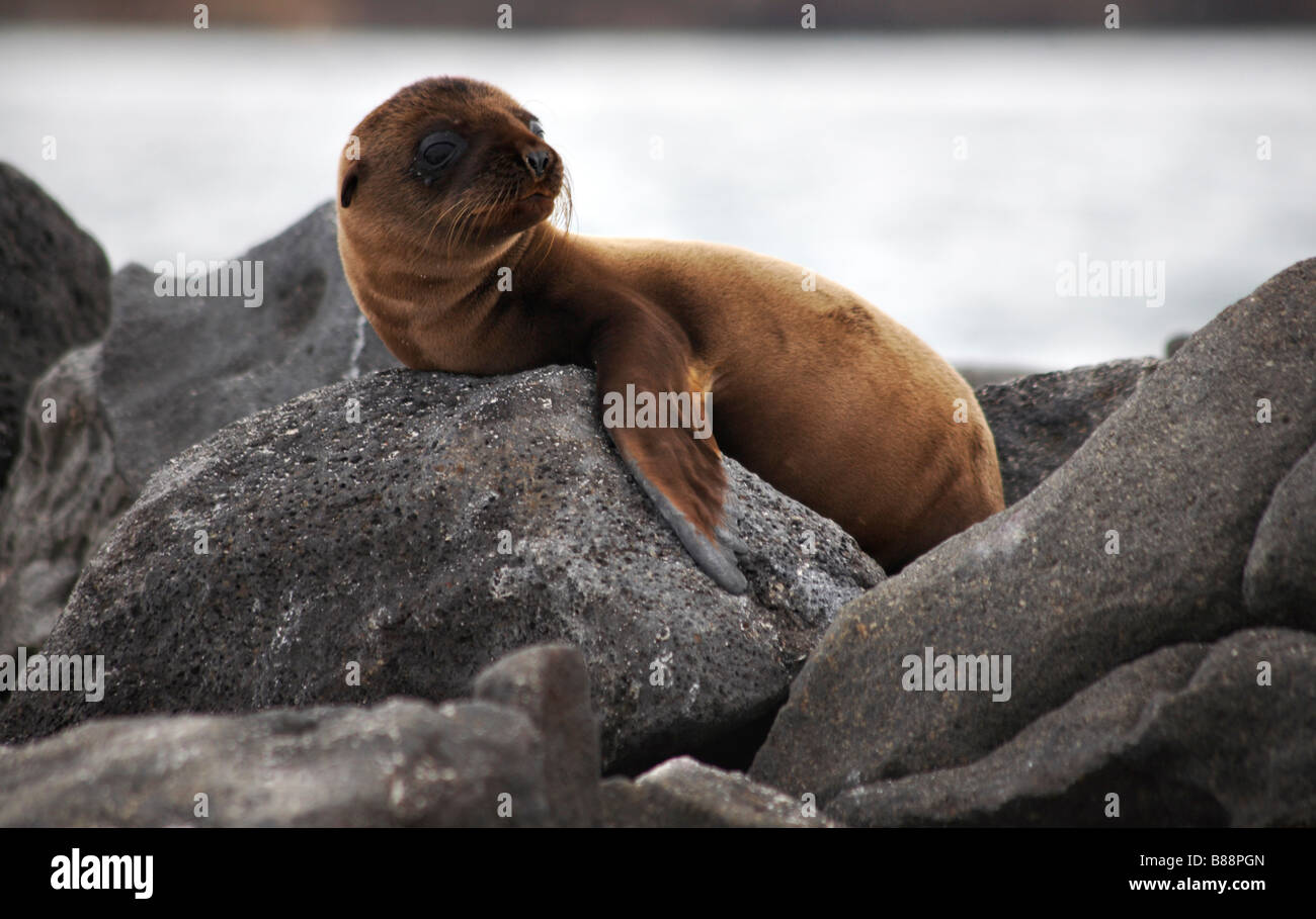 Les jeunes otaries des Galapagos, Arctocephalus galapagoensis, pup portant sur les rochers à Mosquera Islet, îles Galapagos, en Équateur en Septembre Banque D'Images
