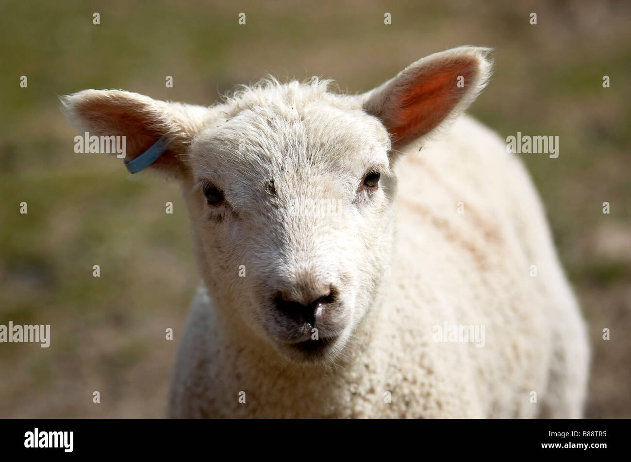 Un jeune agneau dans un champ au printemps Banque D'Images