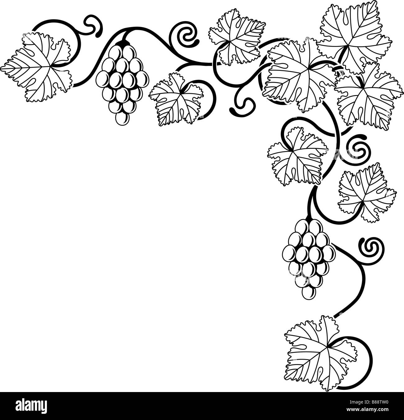 Une vigne de fond de l'élément de design d'angle idéal pour toute conception relative au vin ou avec n'importe quel thème de la Méditerranée Banque D'Images