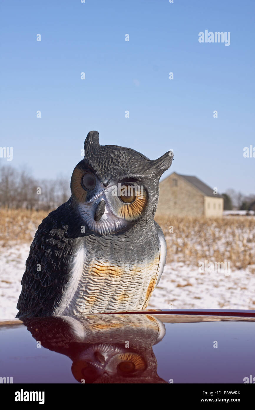 Owl reflétant en hiver avec la neige et une grange Banque D'Images