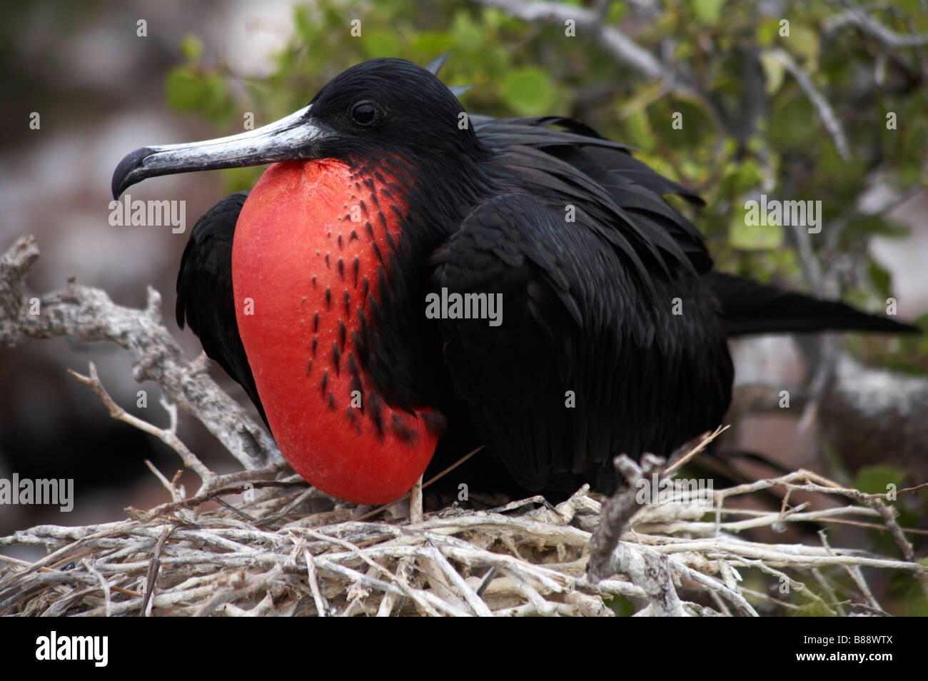 Frégate superbe mâle, Fregata magnificens, siégé à nicher à North Seymour Islet, Galapagos, Equateur en Septembre Banque D'Images