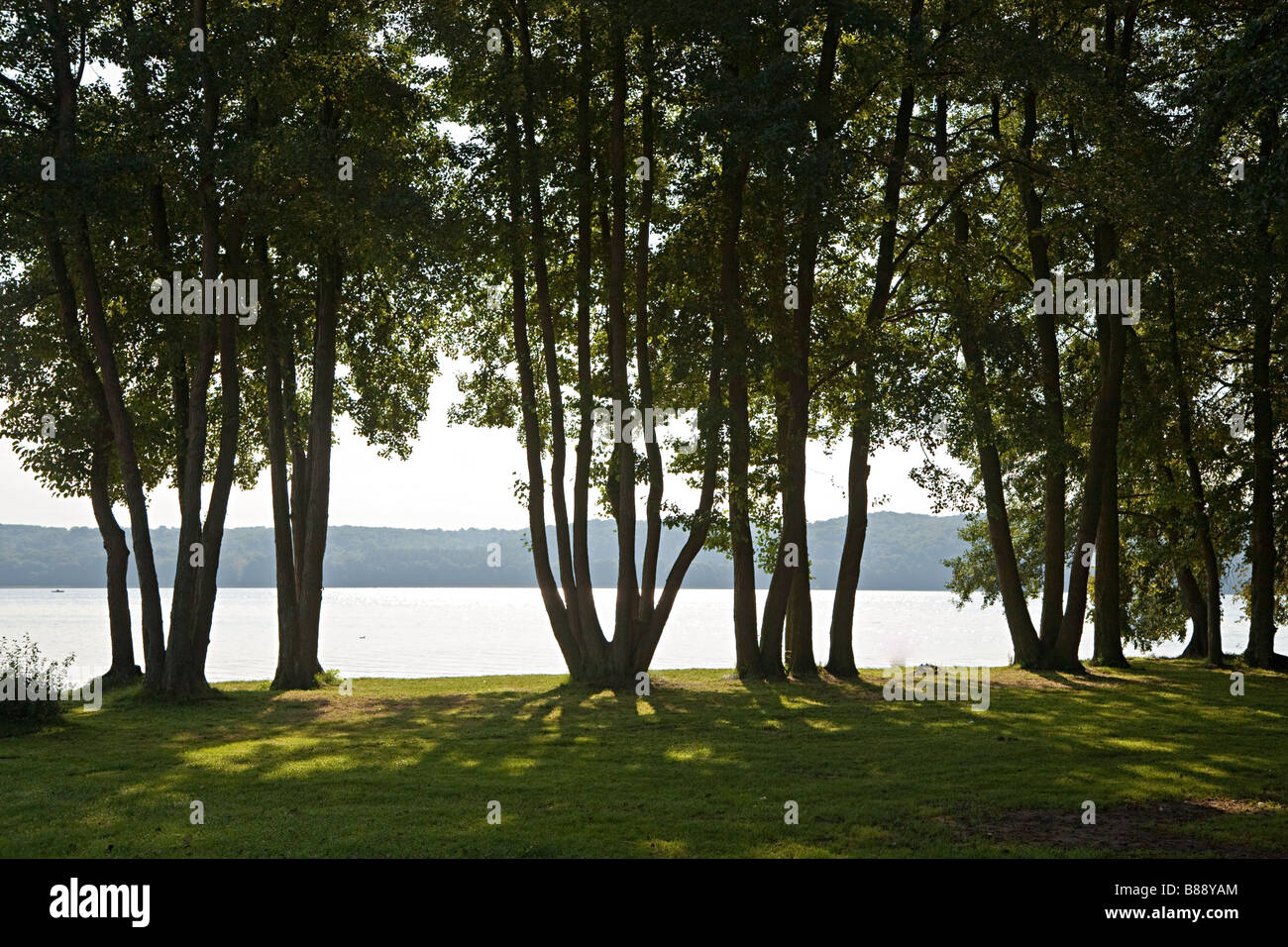 Arbres au bord du lac Tollensesee Allemagne Banque D'Images
