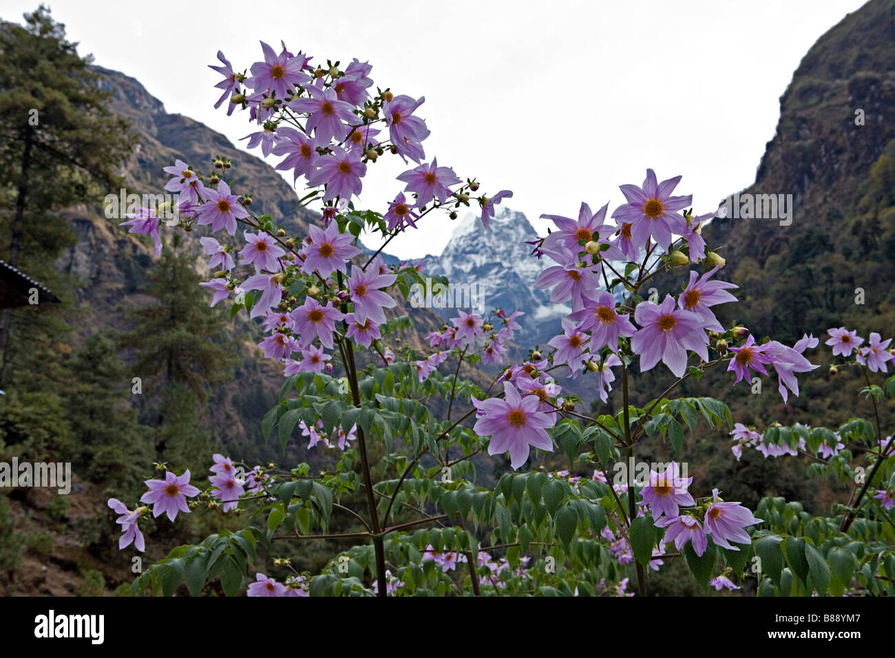 Scenic de Himalaya dahlia Dahlia fleurs Dahlia imperialis beauté comme vu dans le Solokhumbu région Népal Banque D'Images