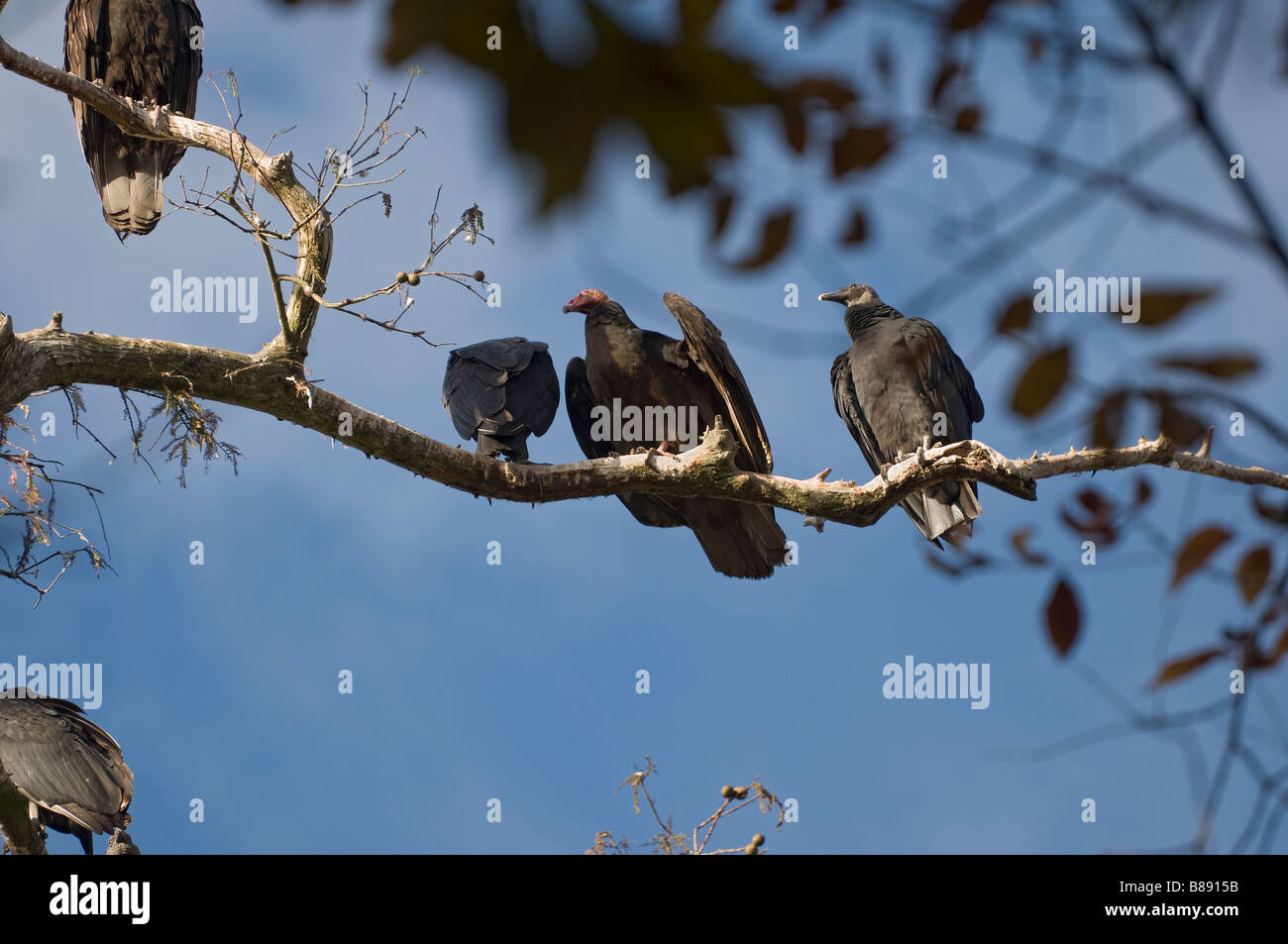 L'urubu Cathartes aura et Noir Coragyps atratus vautours sitting on tree limb Banque D'Images